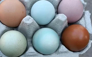 Easter egger chickens