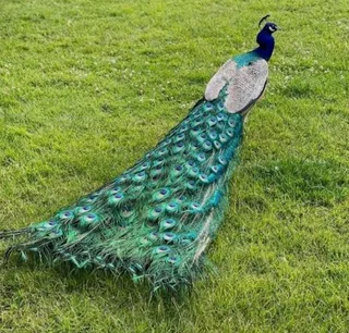 Adult Peacocks