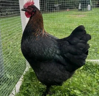 Black copper maran chickens