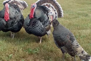 Young and adult turkeys