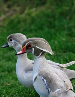 Beautiful ducks