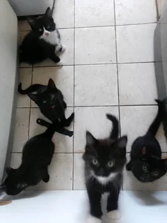 Kittens for sale
