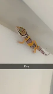 Leopard gecko