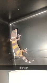 Leopard gecko