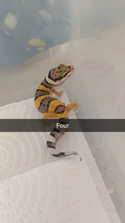 Leopard gecko