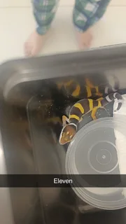 Leopard gecko