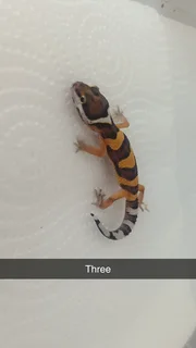 Leopard gecko