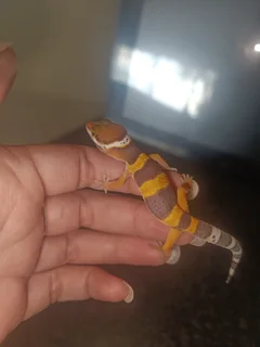 Leopard gecko babies