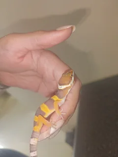 Leopard gecko babies