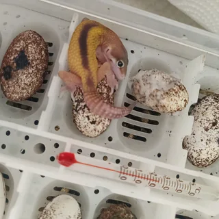 Leopard gecko babies