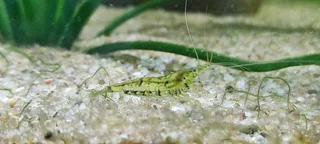 Wild Type Cherry Shrimp