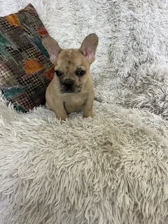Merle French bulldog