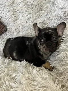 Merle French bulldog