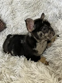 Merle French bulldog