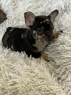 Merle French bulldog
