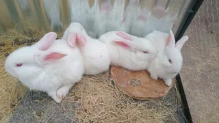 New Zealand White Rabbits
