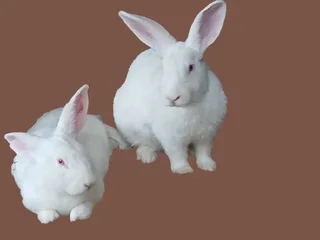 New Zealand White Rabbits