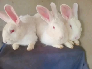New Zealand White Kits