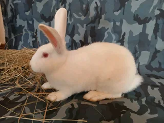 New Zealand White Rabbits