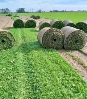 Natural grass straight from the farm