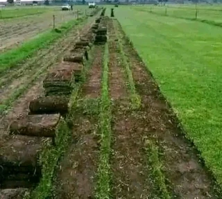 Natural grass straight from the farm