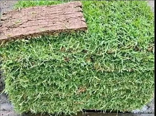 Natural grass straight from the farm