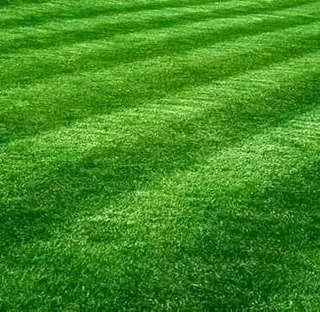 Natural grass straight from the farm