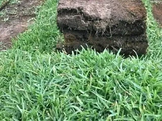 Different types of Nature grass