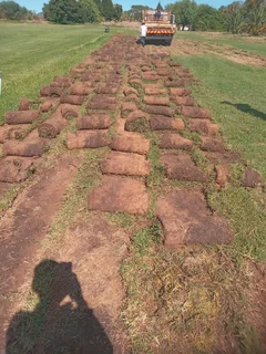 Different types of Nature grass