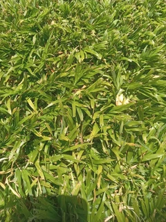 Different types of Nature grass