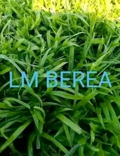 Different types of Nature grass