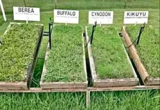 Different types of Nature grass