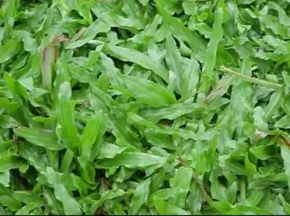 Different types of Nature grass