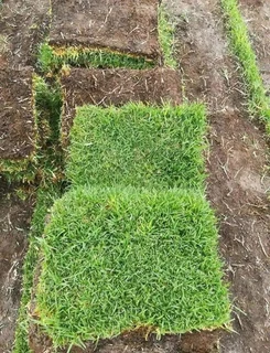 Different types of Nature grass