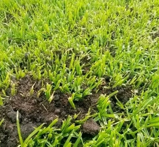 Kikuyu grass