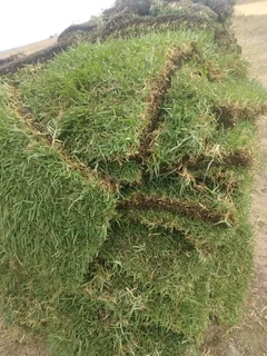 Kikuyu grass