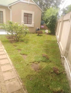 ©Buffalo Grass©Kikiyu Grass©LM  Bure Grass©Cynodon Grass