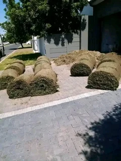 ©Buffalo Grass©Kikiyu Grass©LM  Bure Grass©Cynodon Grass