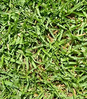 ©Buffalo Grass©Kikiyu Grass©LM  Bure Grass©Cynodon Grass