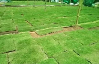 ©Buffalo Grass©Kikiyu Grass©LM  Bure Grass©Cynodon Grass