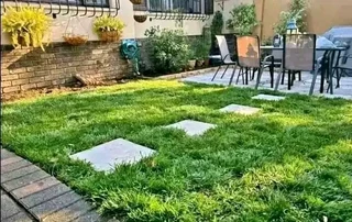 ©Buffalo Grass©Kikiyu Grass©LM  Bure Grass©Cynodon Grass