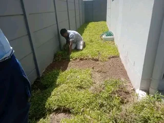 ©Buffalo Grass©Kikiyu Grass©LM  Bure Grass©Cynodon Grass