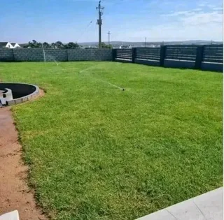 ©Buffalo Grass©Kikiyu Grass©LM  Bure Grass©Cynodon Grass