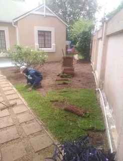 ©Buffalo Grass©Kikiyu Grass©LM  Bure Grass©Cynodon Grass