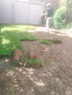 ©Buffalo Grass©Kikiyu Grass©LM  Bure Grass©Cynodon Grass