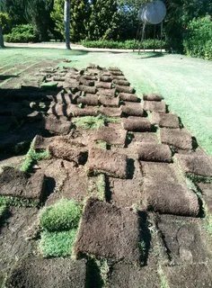 ©Buffalo Grass©Kikiyu Grass©LM  Bure Grass©Cynodon Grass