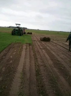 ©Buffalo Grass©Kikiyu Grass©LM  Bure Grass©Cynodon Grass