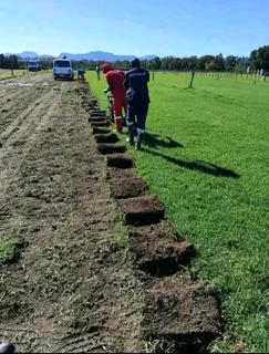 ©Buffalo Grass©Kikiyu Grass©LM  Bure Grass©Cynodon Grass