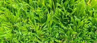 ©Buffalo Grass©Kikiyu Grass©LM  Bure Grass©Cynodon Grass