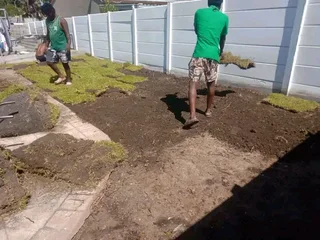 ©Buffalo Grass©Kikiyu Grass©LM  Bure Grass©Cynodon Grass